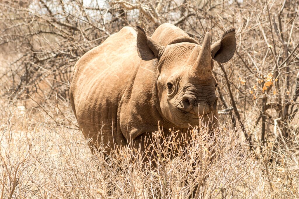 Black rhinoceros in dry African bush