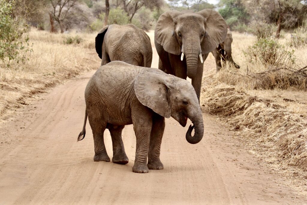 African elephant herd on safari in Tanzania