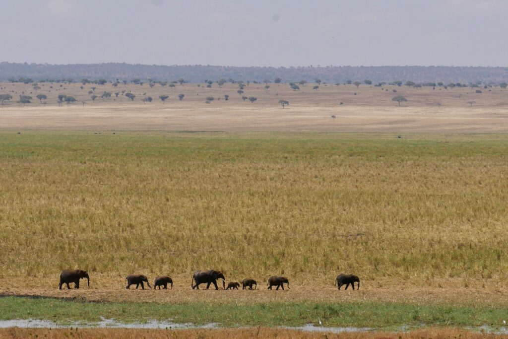 Herd of African elephants crossing the savannah in Tarangire National Park, Tanzania