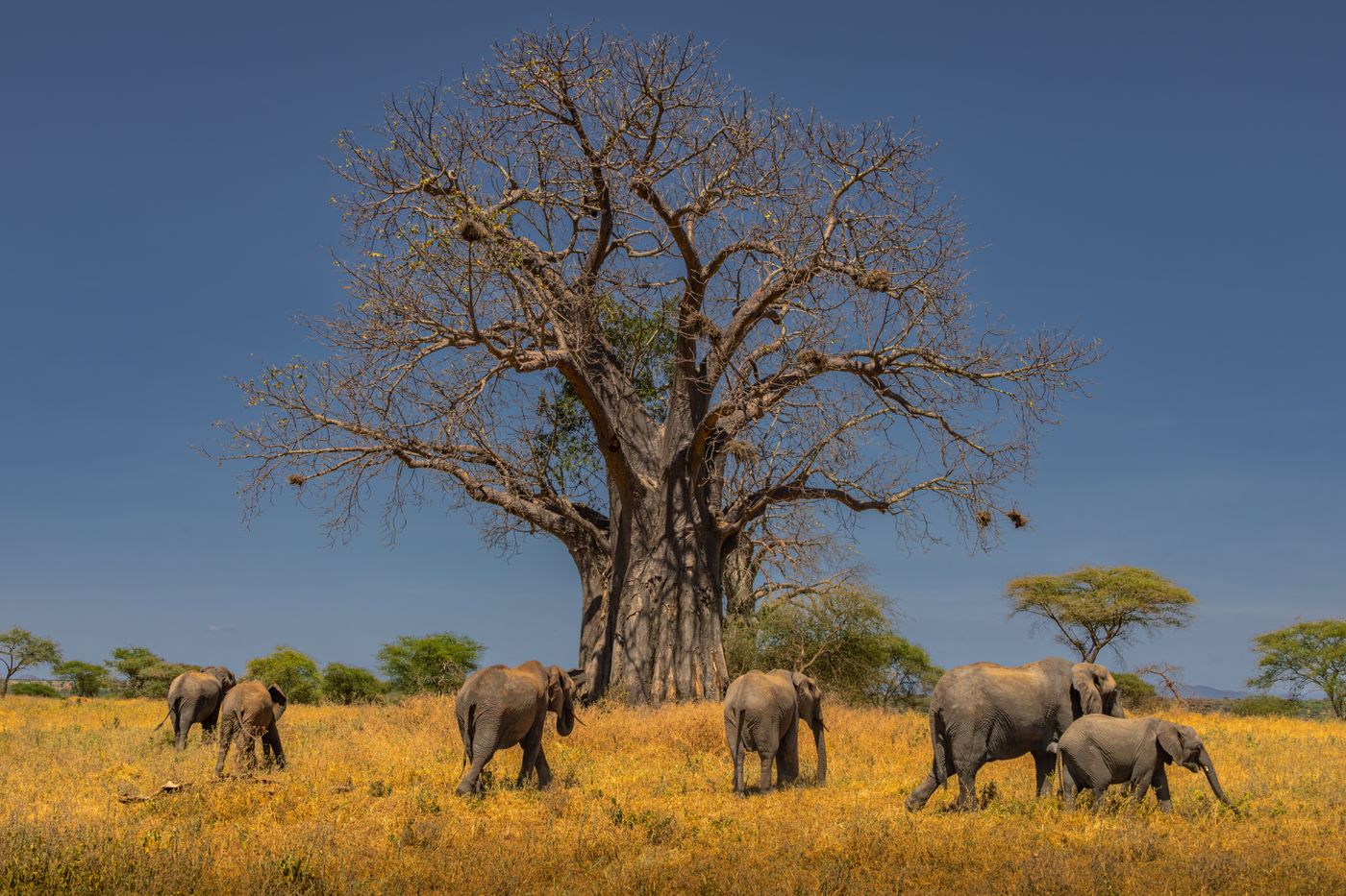 African elephants grazing under baobab tree