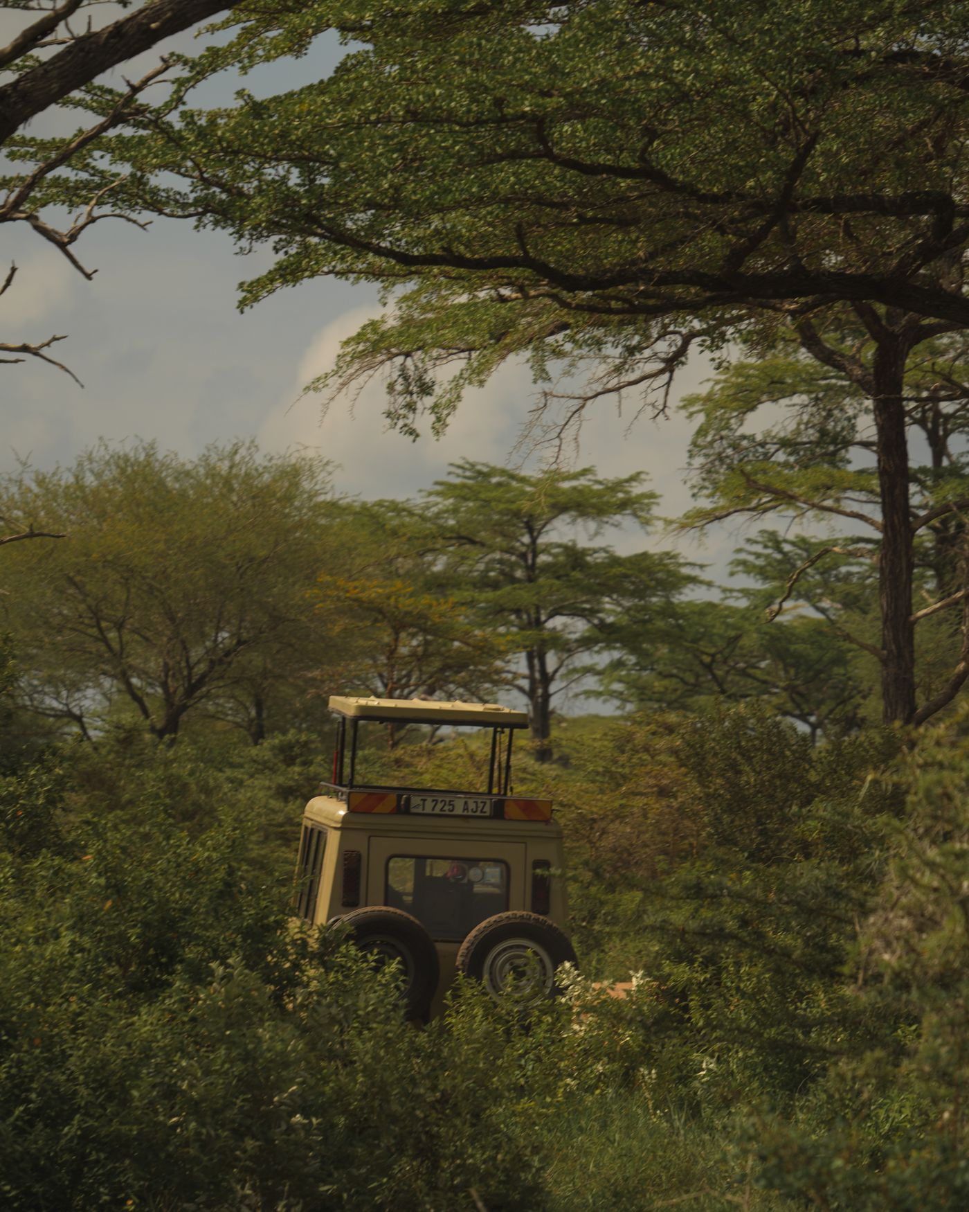 Safari jeep in dense green savannah with acacias