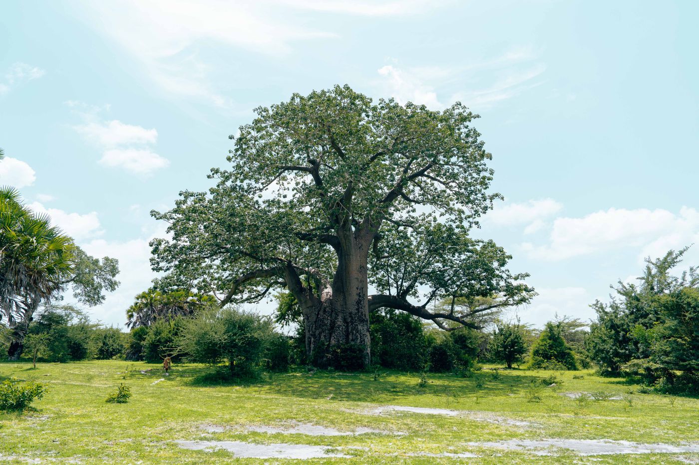 Majestic baobab tree under bright summer sky