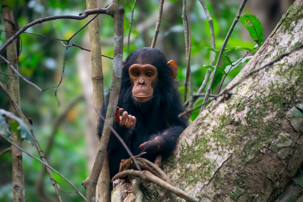 Young chimpanzee in rainforest — Kibale chimpanzee tracking