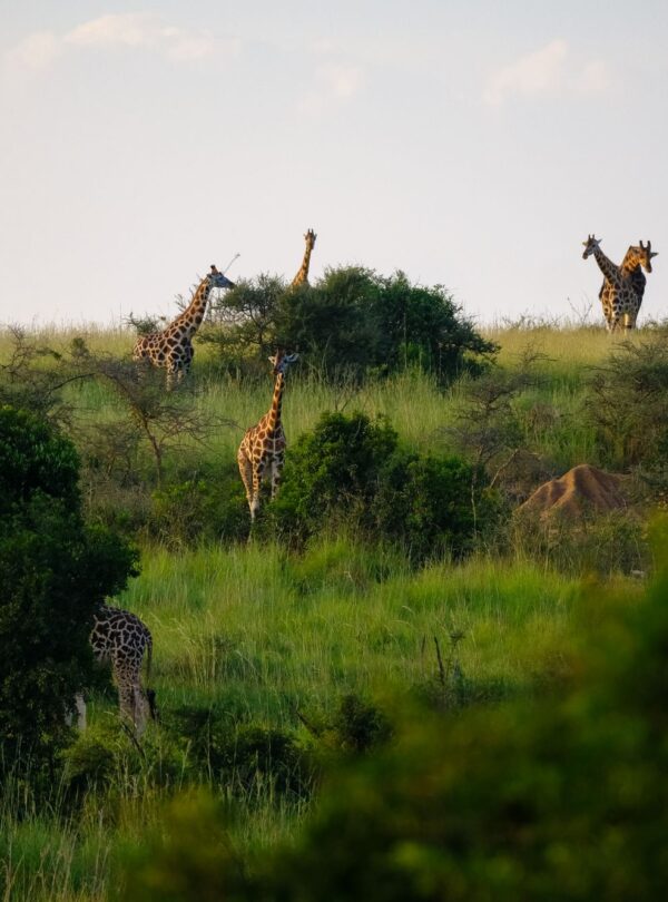 Giraffes grazing on Ugandan savanna grasslands
