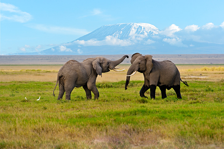Elephants with Mount Kilimanjaro in the background, Tanzania
