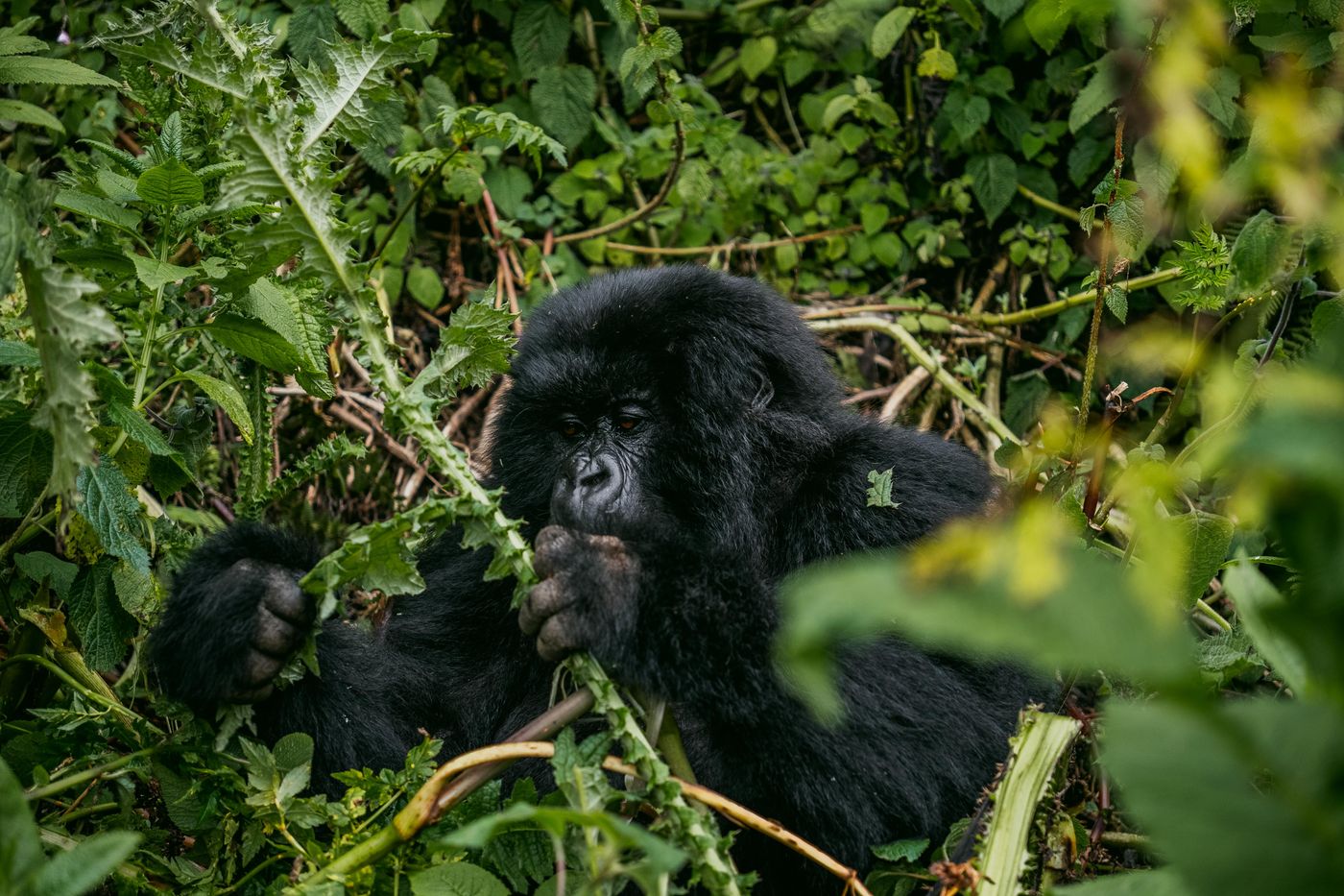Mountain gorilla eating vegetation in dense jungle