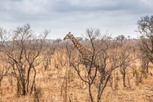 Kruger National Park
