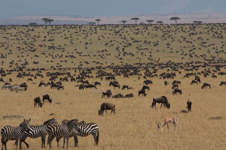Wildebeest and zebra herds on the Masai Mara savanna during the Great Migration, Kenya