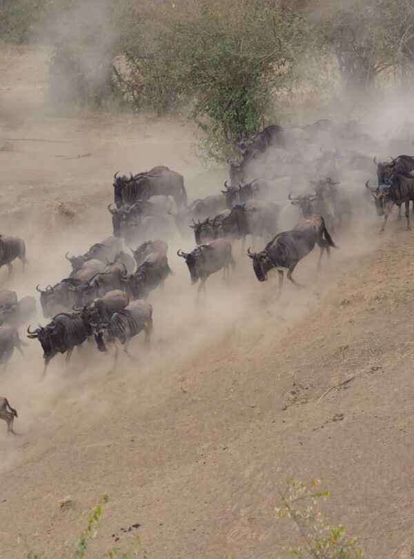 Great Migration wildebeest herd Tanzania