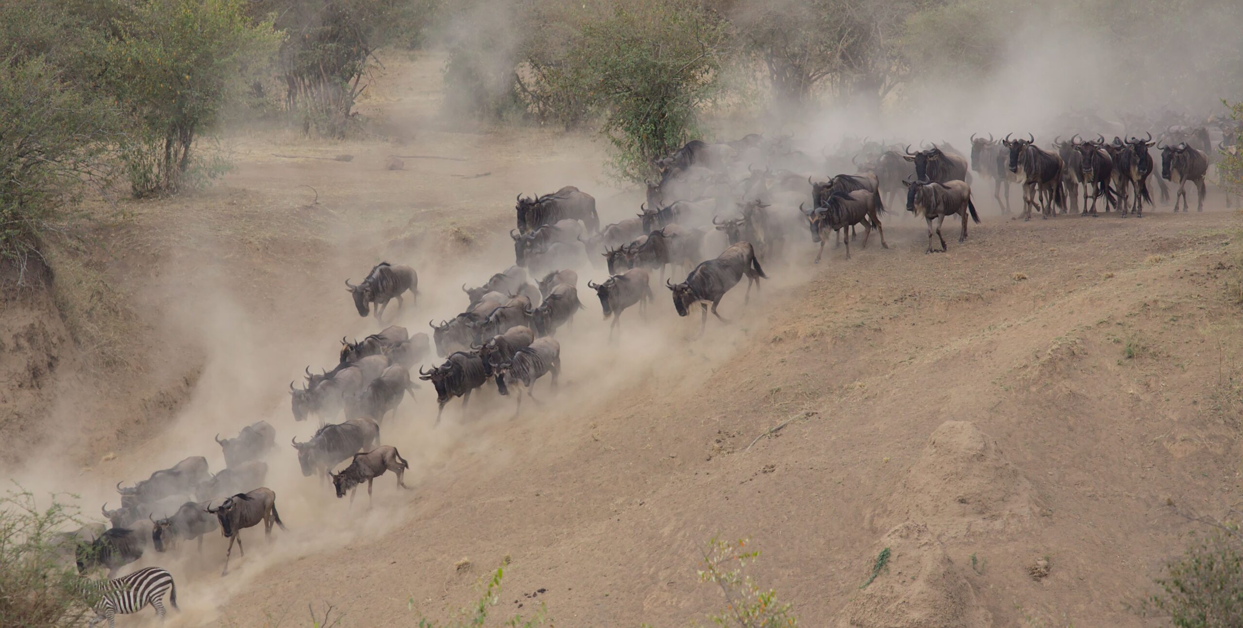 When Is the Best Time to See the Great Migration in the Serengeti?