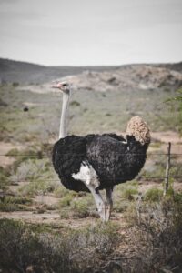 Oudtshoorn