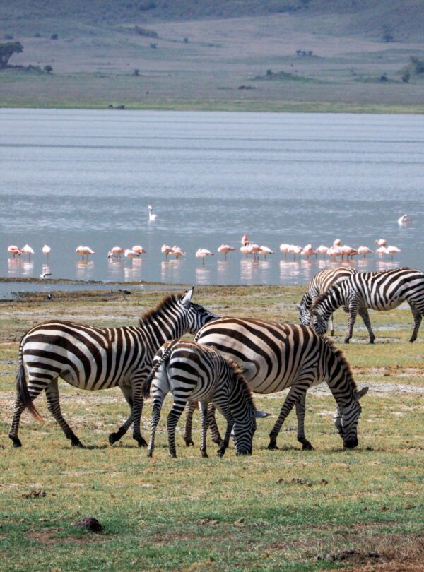 Zebras and flamingos at Lake Manyara, Tanzania