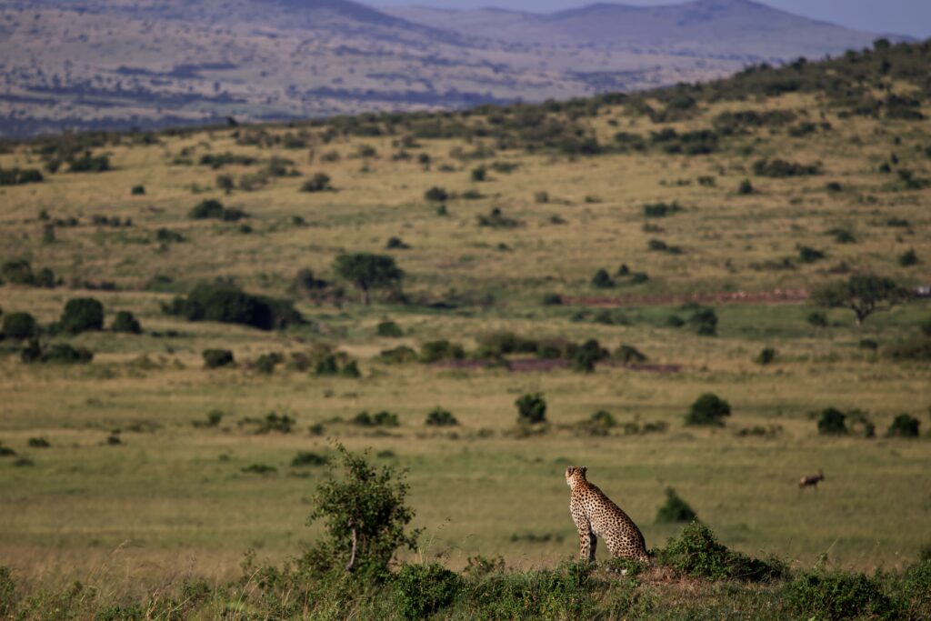 Cheetah surveying Masai Mara grasslands