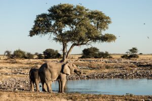 Etosha National Park