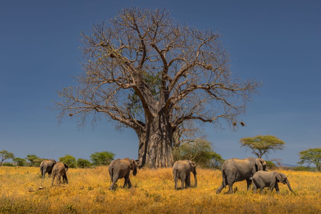Elephants under a baobab tree on the Tanzania savannah