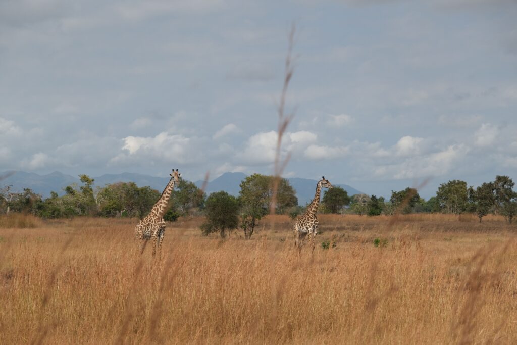 Giraffes roaming Morogoro region savannah