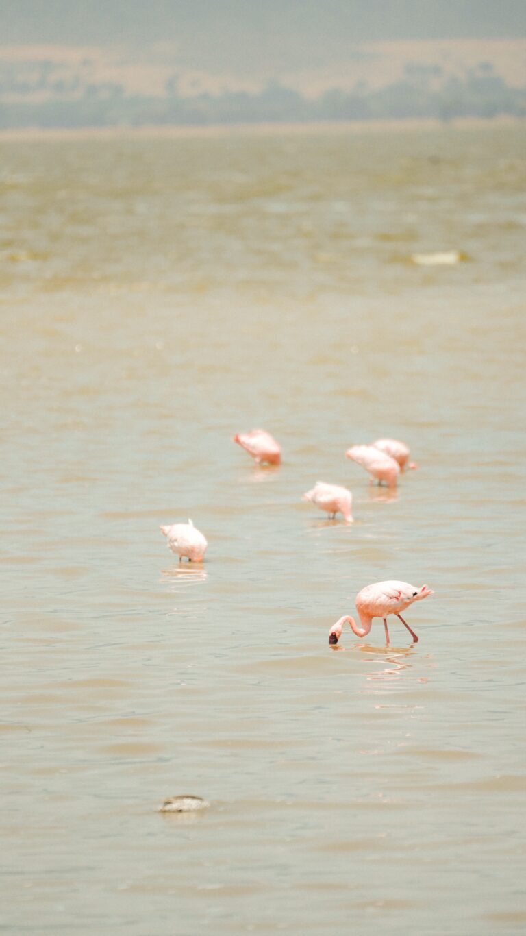 5-Day Lake Natron Safari | Flamingos, Maasai & Ol Doinyo Lengai