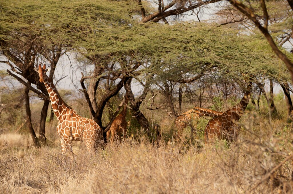 Reticulated giraffes among acacia trees in northern Kenya