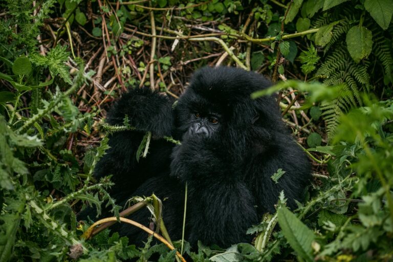 20-Day Ultimate East Africa Safari | Uganda Gorillas, Kenya Mara and Tanzania Serengeti