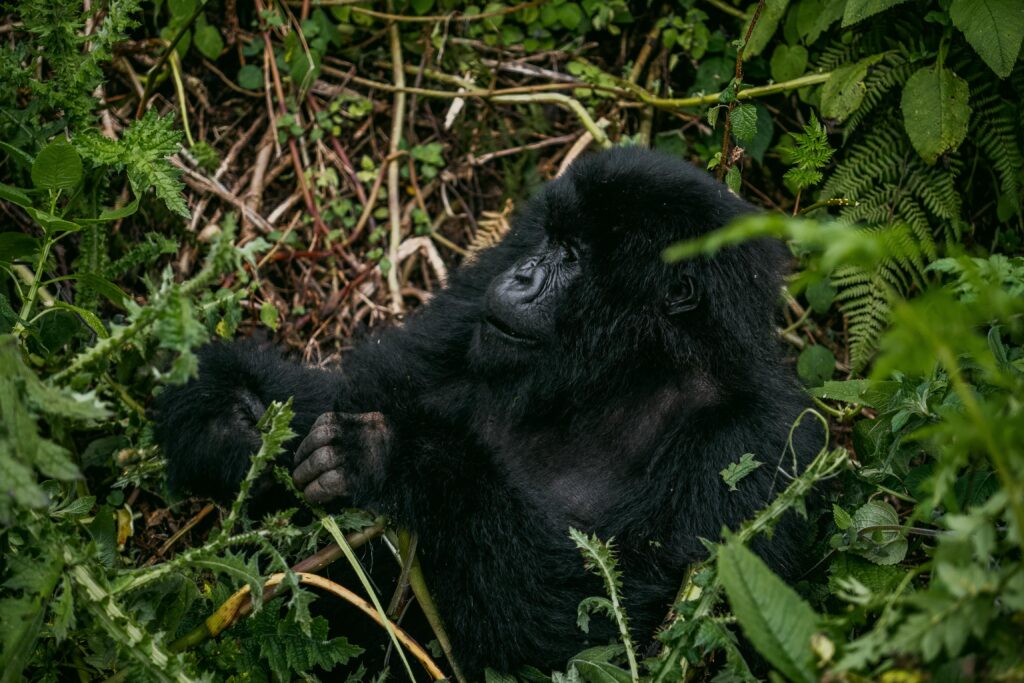 Mountain gorilla sitting among green foliage