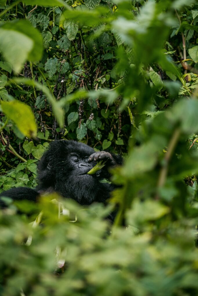 Mountain gorilla feeding on leaves in jungle habitat
