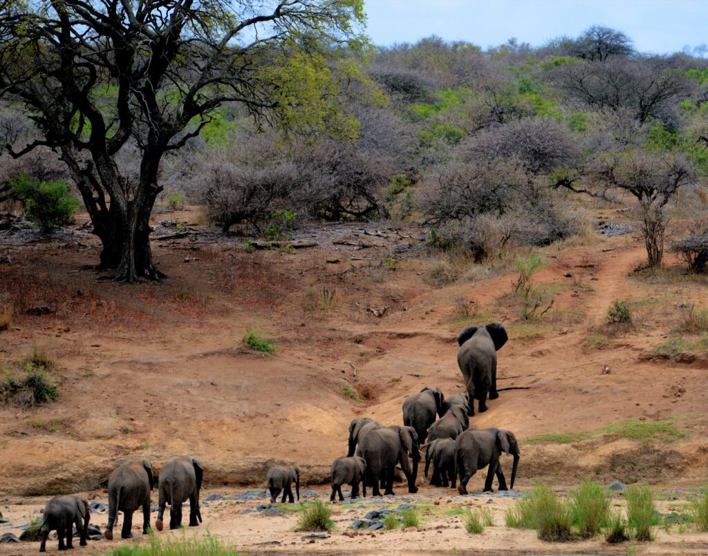 Elephant herd walking through Kruger National Park