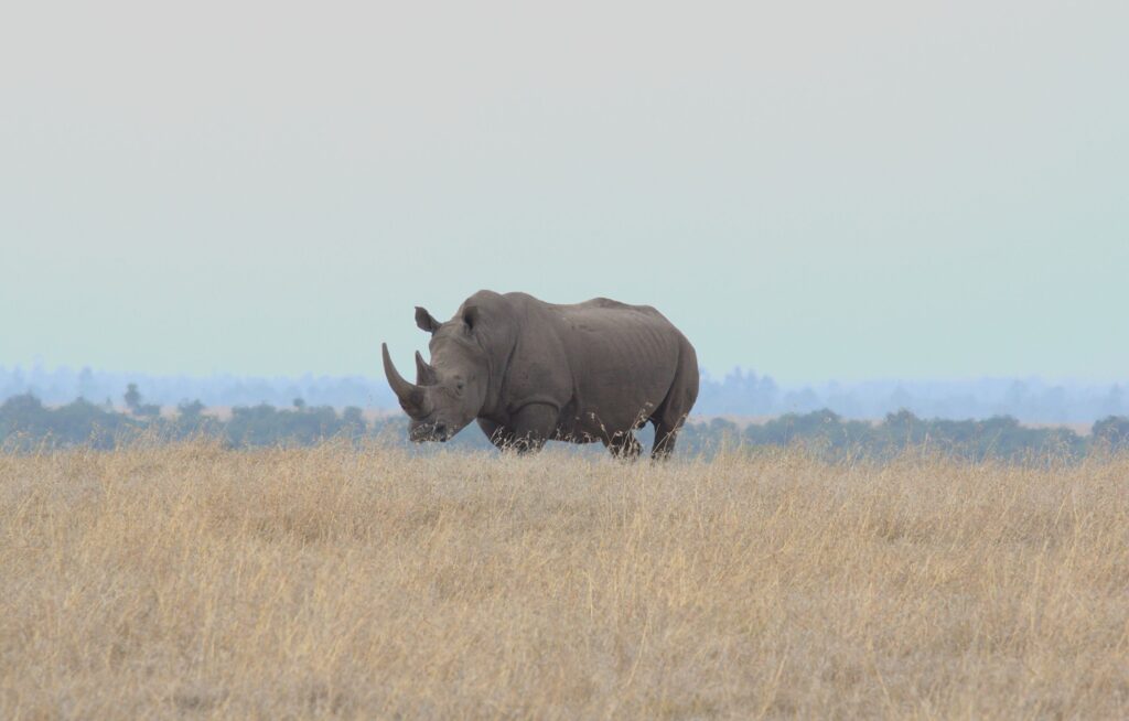 Rhinoceros grazing in Nanyuki Kenya savanna