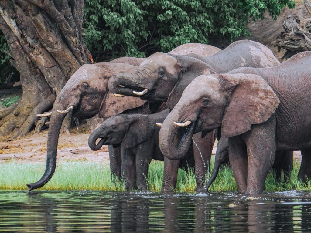 African elephants drinking at a waterhole in Botswana