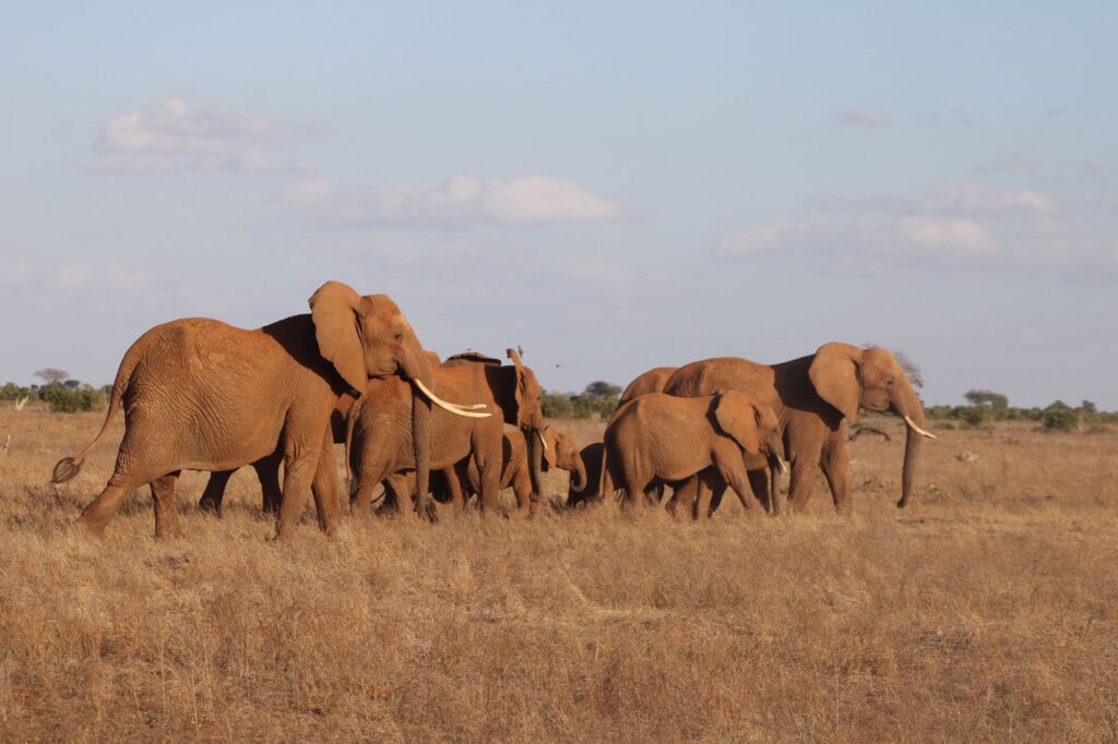 African elephant herd roaming the savanna in Samburu, Kenya
