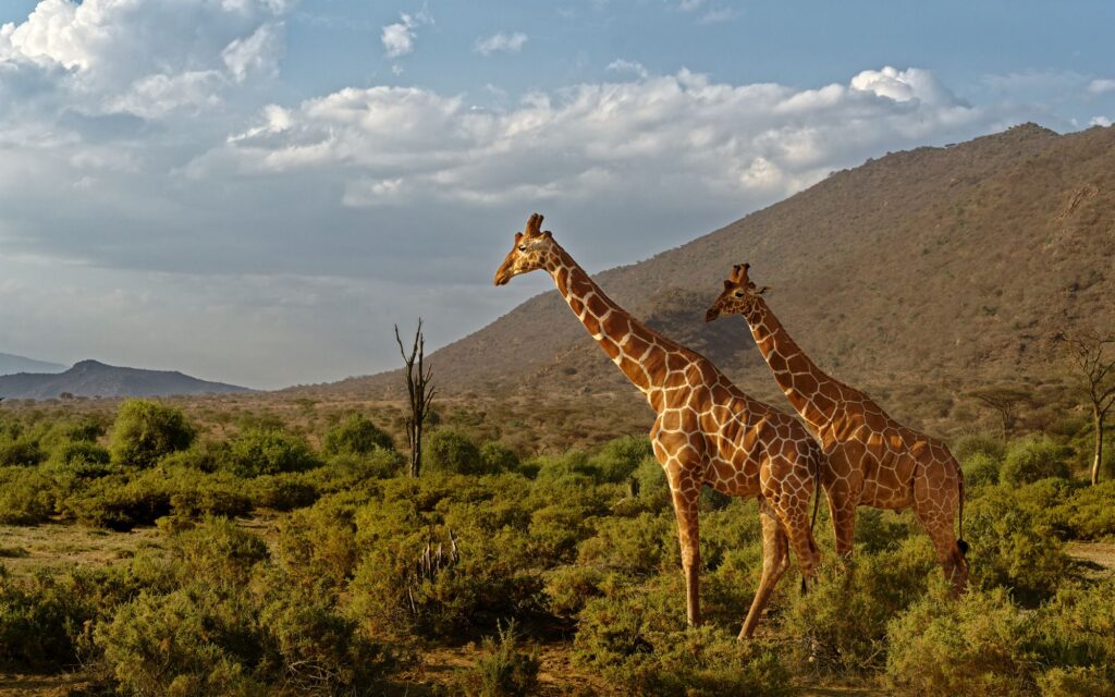 Two reticulated giraffes roaming Samburu savanna landscape, Kenya
