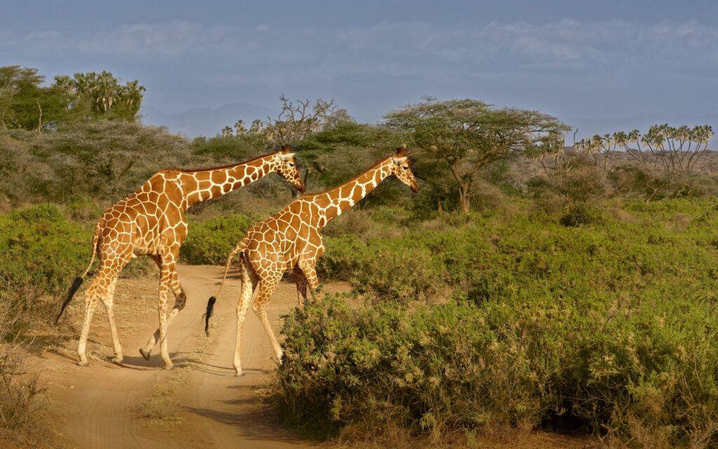 Two giraffes walking through the savannah in Samburu, Kenya