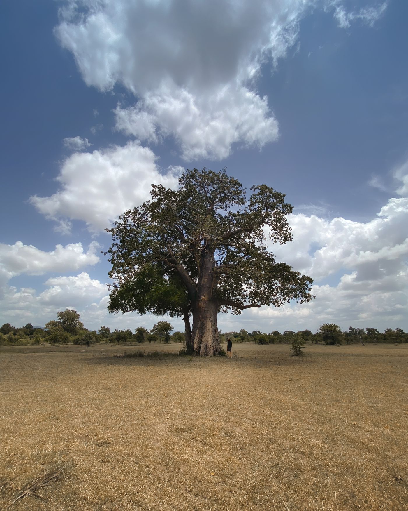 Solitary baobab tree on Tanzania open savannah