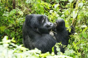 Bwindi Gorilla Trekking