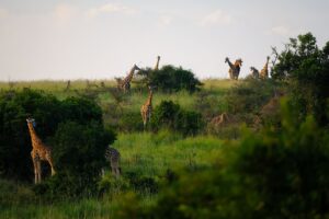 Queen Elizabeth National Park